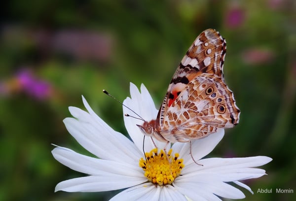 Painted Lady, Taken by Abdul Momin