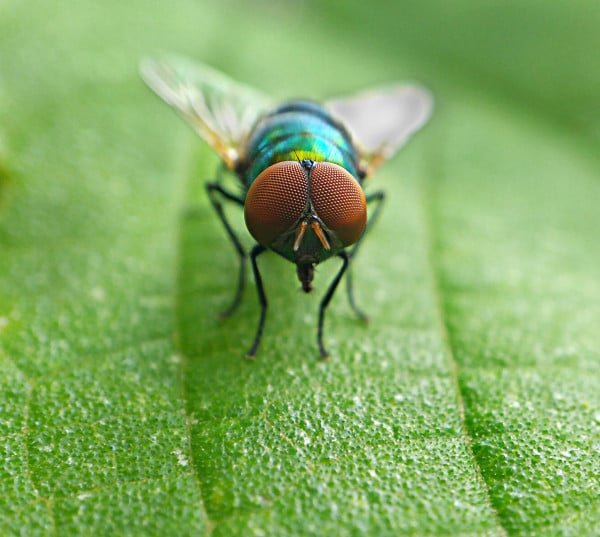 Common Bottle Fly, Taken by Rashedul Islam