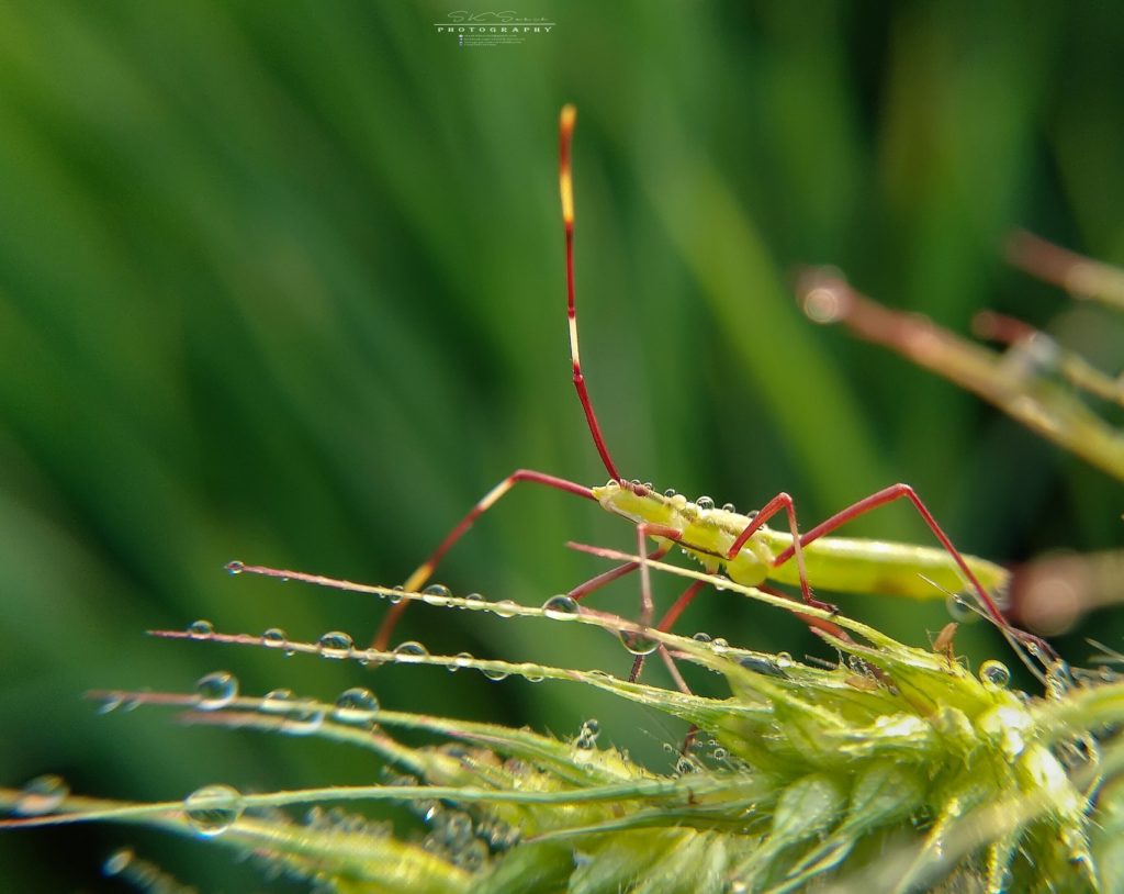 Apexel 12-24x macro lens SOP